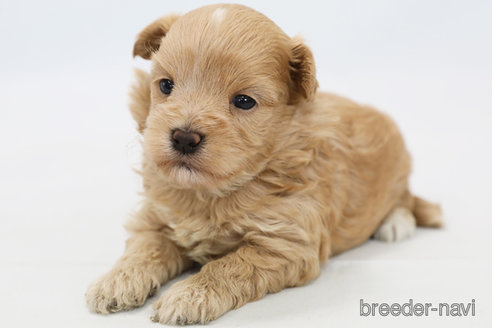 成約済の神奈川県のマルプー:マルチーズ×トイプードル-305802の7枚目